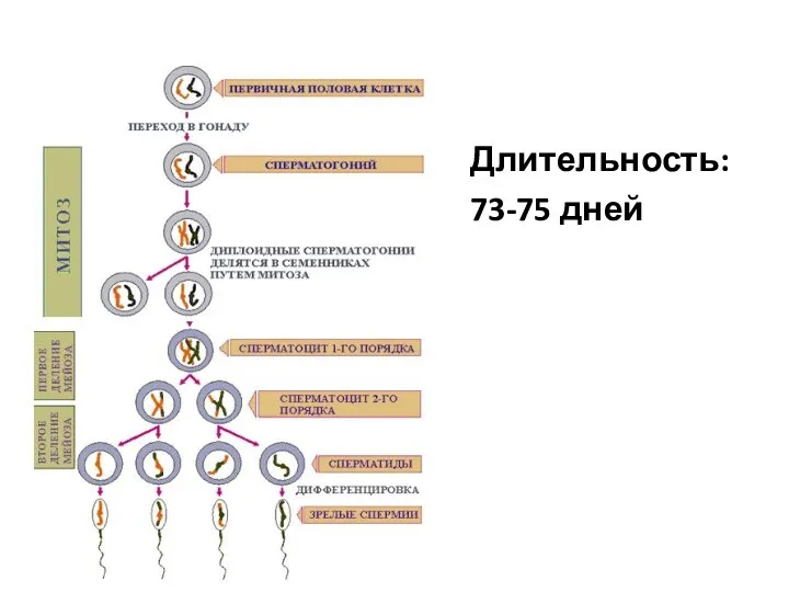 Длительность: 73-75 дней