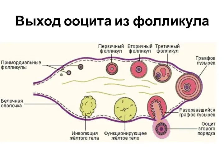 Выход ооцита из фолликула