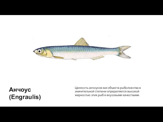 Анчоус (Engraulis) Ценность анчоусов как объекта рыболовства в значительной степени