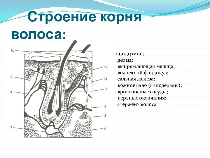 Строение корня волоса: · эпидермис; · дерма; · выпрямляющая мышца;