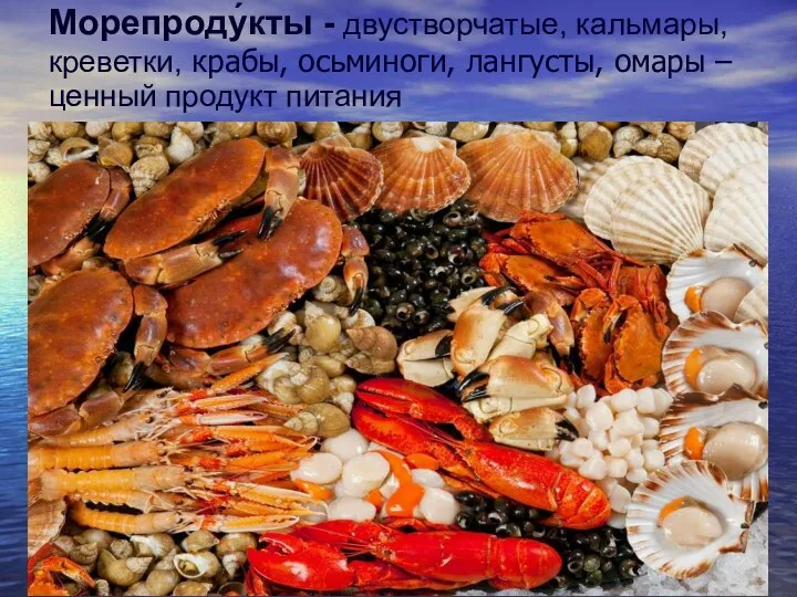 Морепроду́кты - двустворчатые, кальмары, креветки, крабы, осьминоги, лангусты, омары – ценный продукт питания