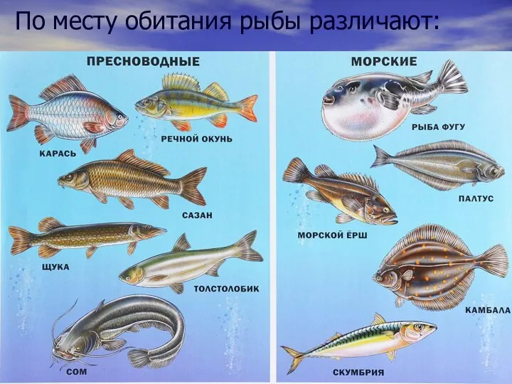 По месту обитания рыбы различают: