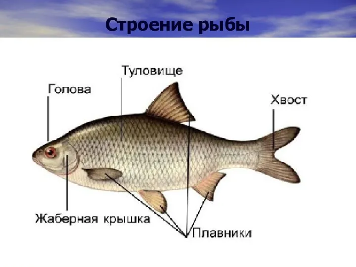 Строение рыбы