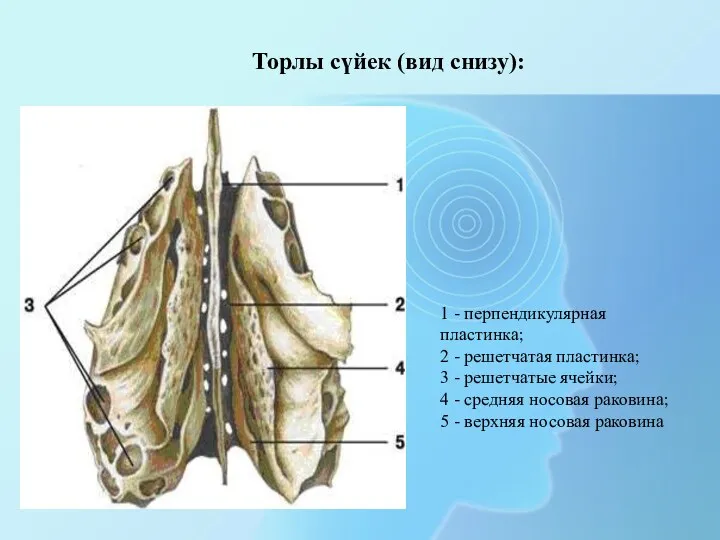 1 - перпендикулярная пластинка; 2 - решетчатая пластинка; 3 - решетчатые ячейки; 4