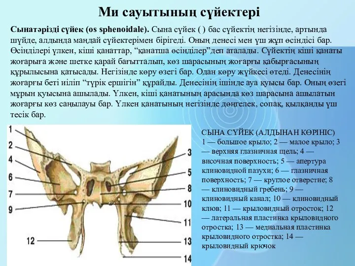 СЫНА СҮЙЕК (АЛДЫНАН КӨРІНІС) 1 — большое крыло; 2 — малое крыло; 3