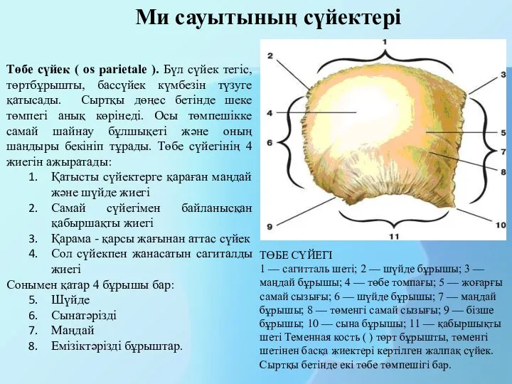 Төбе сүйек ( os parietale ). Бүл сүйек тегіс, төртбұрышты, бассүйек күмбезін түзуге