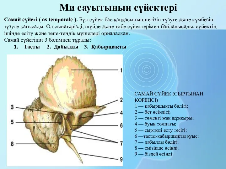 Самай сүйегі ( os temporale ). Бұл сүйек бас қаңқасының негізін түзуге және