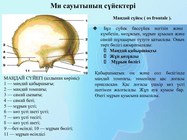 Ми сауытының сүйектері Маңдай сүйек ( os frontale ). Бұл сүйек бассүйек негізін