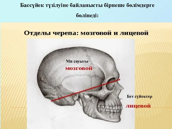 Бассүйек түзілуіне байланысты бірнеше бөлімдерге бөлінеді: Ми сауыты Бет сүйектер