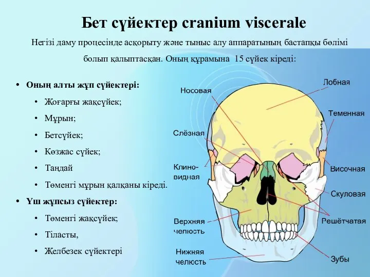 Бет сүйектер cranium viscerale Оның алты жұп сүйектері: Жоғарғы жақсүйек; Мұрын; Бетсүйек; Көзжас