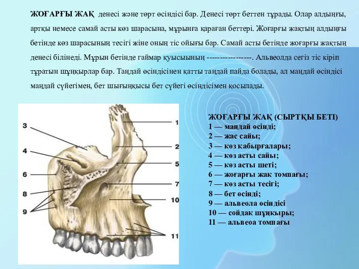 ЖОҒАРҒЫ ЖАҚ (СЫРТҚЫ БЕТІ) 1 — маңдай өсінді; 2 — жас сайы; 3