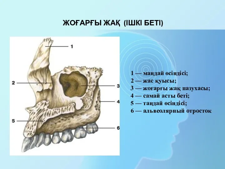 1 — маңдай өсіндісі; 2 — жас қуысы; 3 — жоғарғы жақ пазухасы;