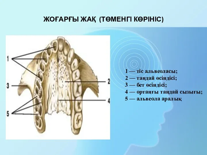 1 — тіс альвеоласы; 2 — таңдай өсіндісі; 3 — бет өсіндісі; 4