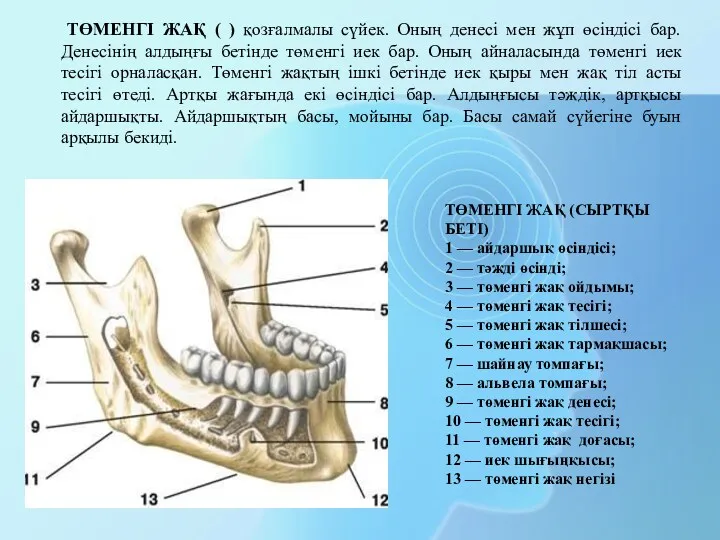 ТӨМЕНГІ ЖАҚ (СЫРТҚЫ БЕТІ) 1 — айдаршық өсіндісі; 2 — тәжді өсінді; 3