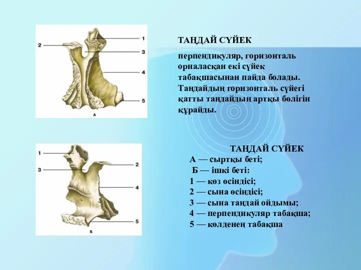 ТАҢДАЙ СҮЙЕК А — сыртқы беті; Б — ішкі беті: 1 — көз