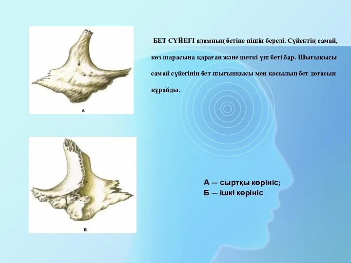 А — сыртқы көрініс; Б — ішкі көрініс БЕТ СҮЙЕГІ адамның бетіне пішін