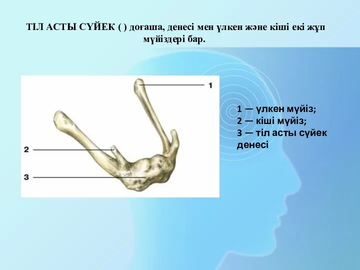 1 — үлкен мүйіз; 2 — кіші мүйіз; 3 — тіл асты сүйек