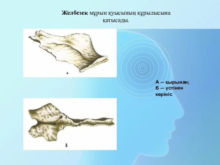 А — қырынан; Б — үстінен көрініс Желбезек мұрын қуысының құрылысына қатысады.
