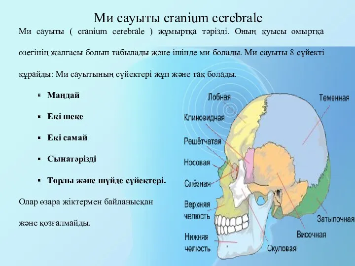Ми сауыты cranium cerebrale Ми сауыты ( cranium cerebrale ) жұмыртқа тәрізді. Оның
