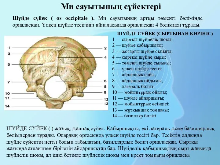 Ми сауытының сүйектері Шүйде сүйек ( os occipitale ). Ми сауытының артқы төменгі