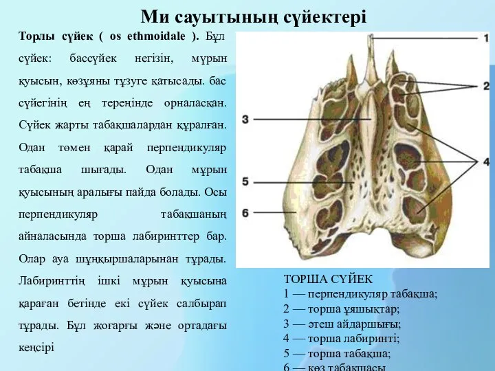 Торлы сүйек ( os ethmoidale ). Бұл сүйек: бассүйек негізін, мүрын қуысын, көзұяны