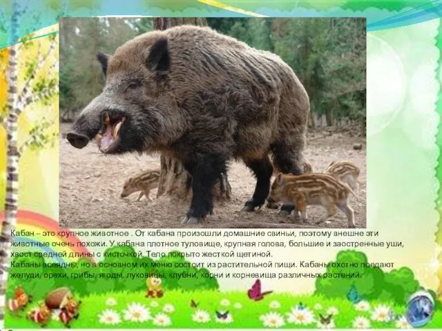Кабан – это крупное животное . От кабана произошли домашние свиньи, поэтому внешне