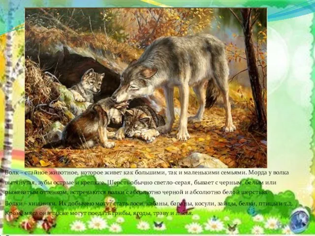 Волк – стайное животное, которое живет как большими, так и маленькими семьями. Морда