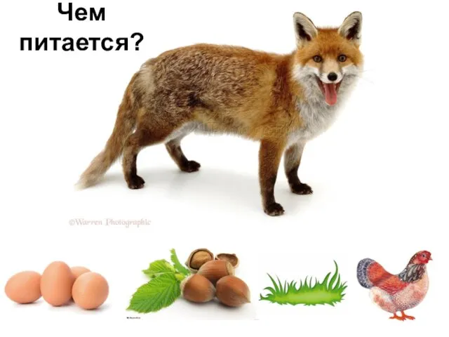 Чем питается?