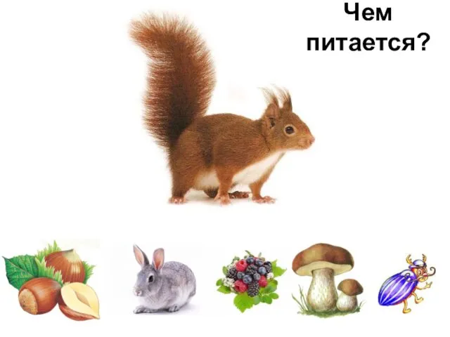 Чем питается?