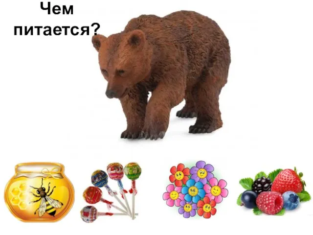 Чем питается?