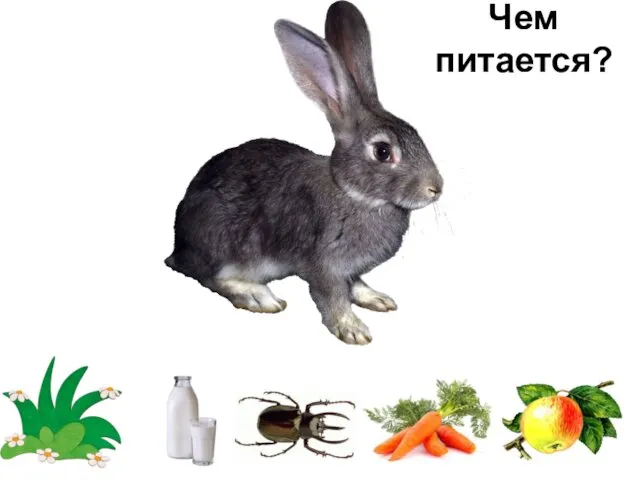 Чем питается?