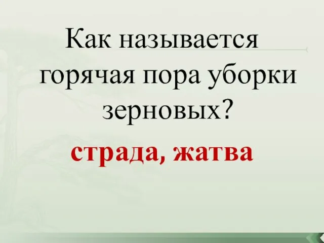 Как называется горячая пора уборки зерновых? страда, жатва