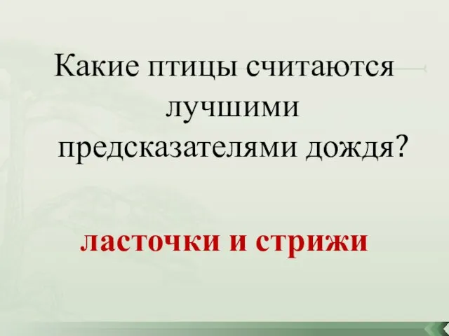 Какие птицы считаются лучшими предсказателями дождя? ласточки и стрижи