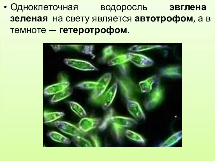 Одноклеточная водоросль эвглена зеленая на свету является автотрофом, а в темноте — гетеротрофом.