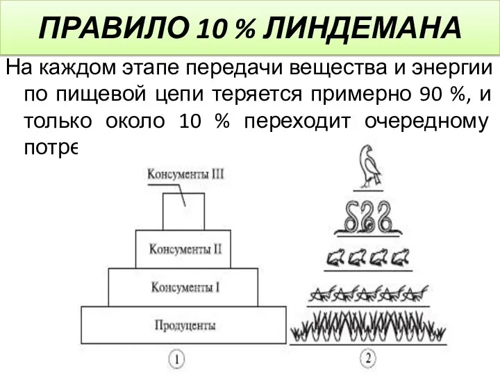 ПРАВИЛО 10 % ЛИНДЕМАНА На каждом этапе передачи вещества и