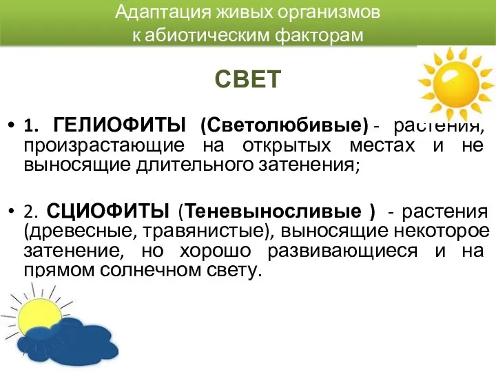 Адаптация живых организмов к абиотическим факторам СВЕТ 1. ГЕЛИОФИТЫ (Светолюбивые)