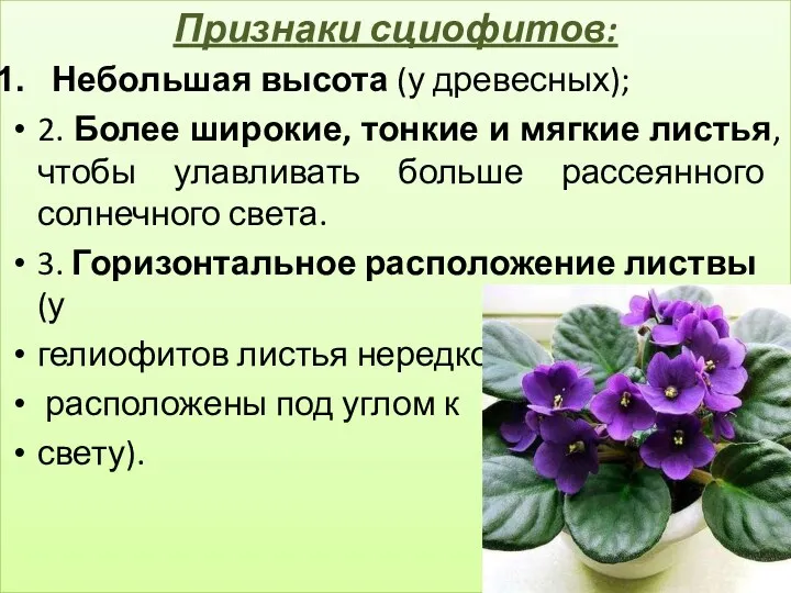 Признаки сциофитов: Небольшая высота (у древесных); 2. Более широкие, тонкие