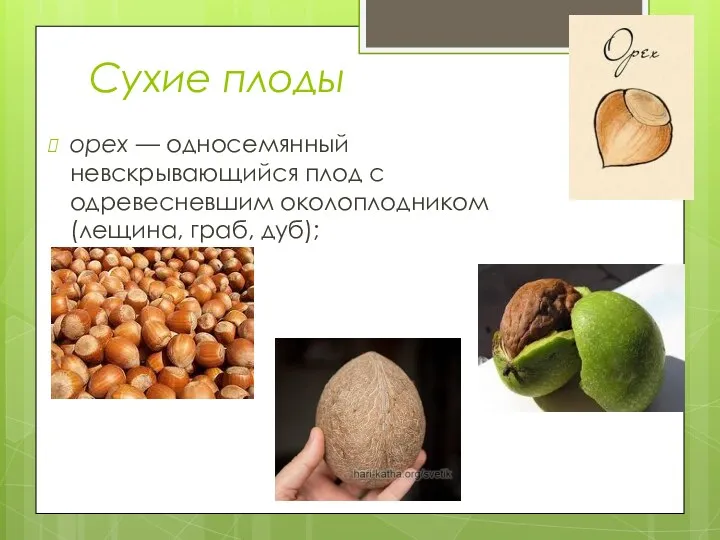 Сухие плоды орех — односемянный невскрывающийся плод с одревесневшим околоплодником (лещина, граб, дуб);