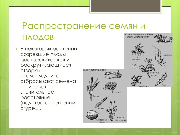 Распространение семян и плодов У некоторых растений созревшие плоды растрескиваются