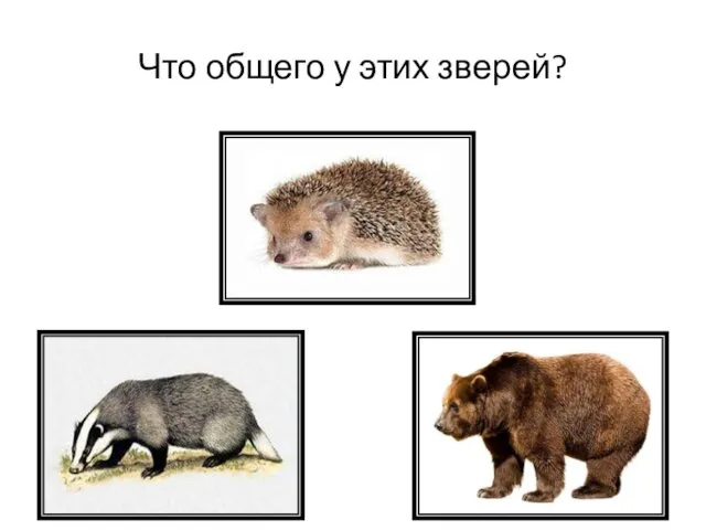 Что общего у этих зверей?