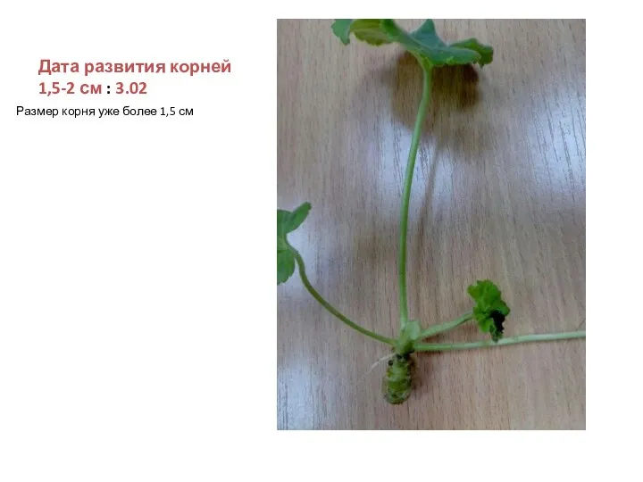 Дата развития корней 1,5-2 см : 3.02 Размер корня уже более 1,5 см