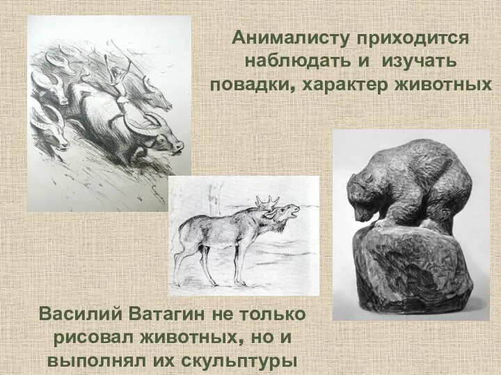 Анималисту приходится наблюдать и изучать повадки, характер животных Василий Ватагин