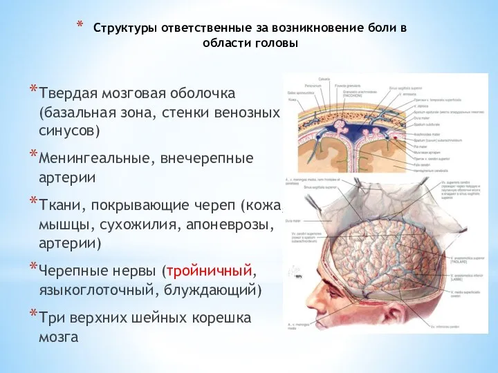 Структуры ответственные за возникновение боли в области головы Твердая мозговая