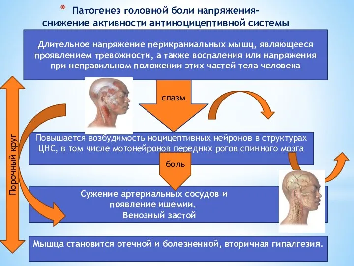 Патогенез головной боли напряжения- снижение активности антиноцицептивной системы спазм Длительное