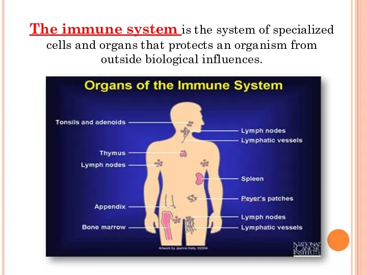 The immune system is the system of specialized cells and organs that protects
