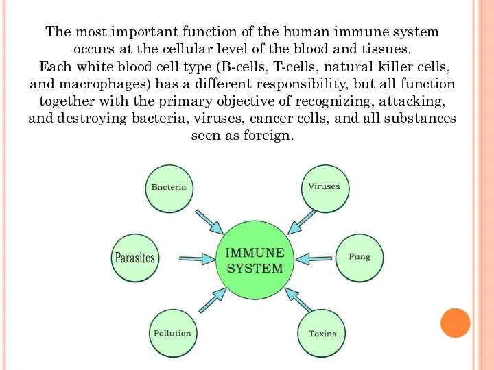 The most important function of the human immune system occurs at the cellular