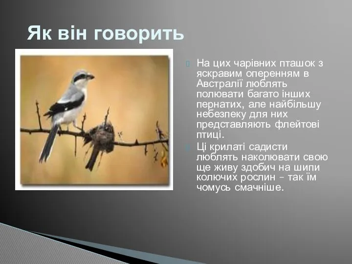 На цих чарівних пташок з яскравим оперенням в Австралії люблять