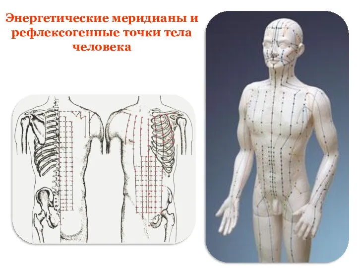 Энергетические меридианы и рефлексогенные точки тела человека