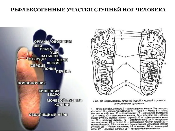 РЕФЛЕКСОГЕННЫЕ УЧАСТКИ СТУПНЕЙ НОГ ЧЕЛОВЕКА