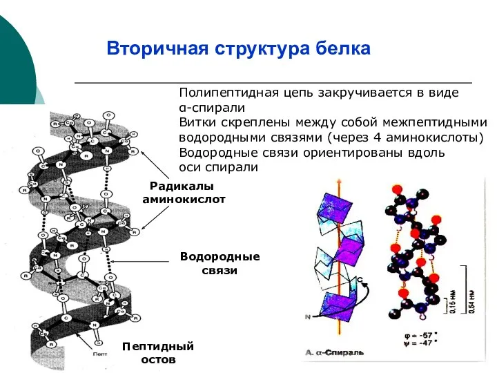 Вторичная структура белка Полипептидная цепь закручивается в виде α-спирали Витки